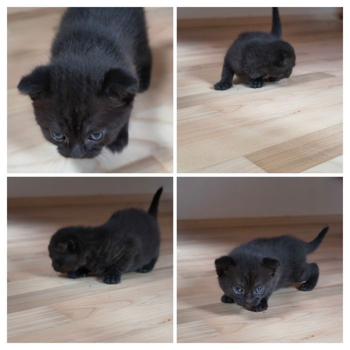 Котята   кошенята  Скотиш  Фолд