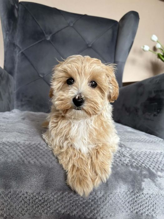 Suczka Maltipoo Apricot