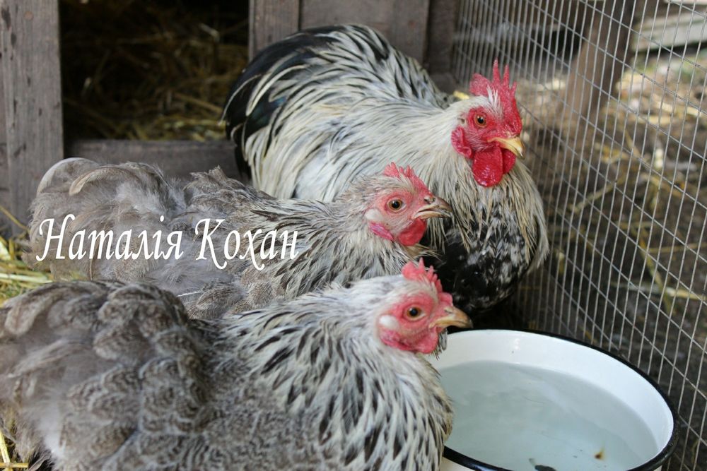 Кохінхін карликовий