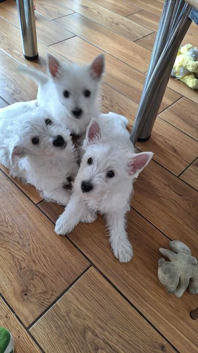 West Highland White terrier chłopiec ostatni.