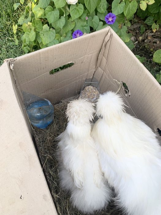 Китайская шелковая