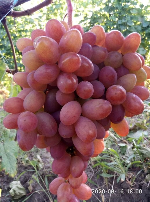 Саджанці винограду ( саженцы винограда ) .Кращі сорти ! Висока якість!