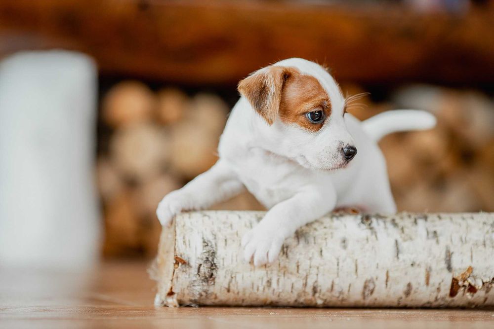 Parson Russell Terrier ZKwP