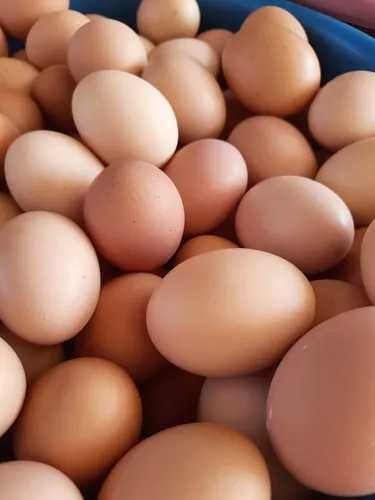 Лівенська ситцева порода курей, інкубаційне яйце, молодняк