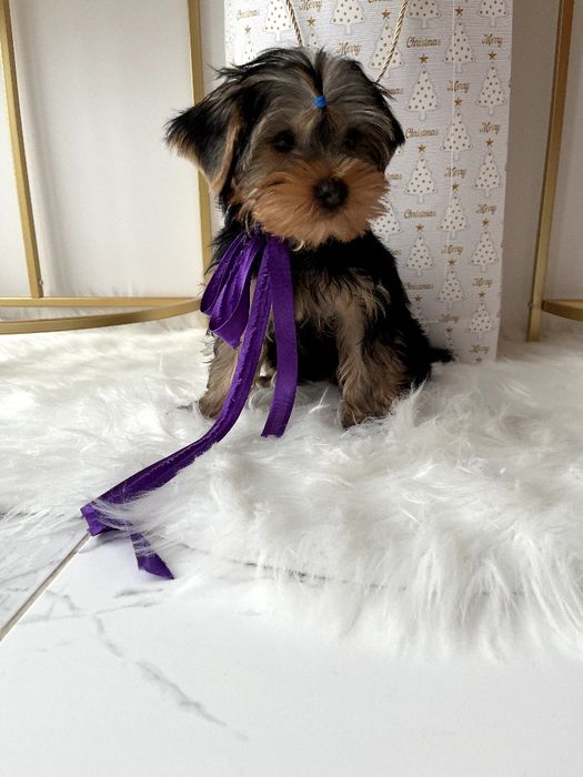 VIP Йорки — Вибери свого маленького друга вже зараз