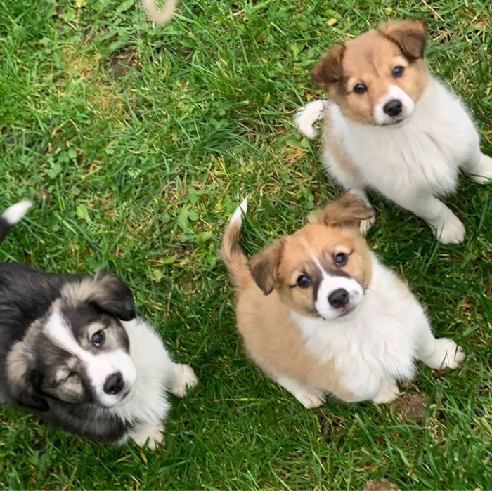 Дівчатка в добрі руки