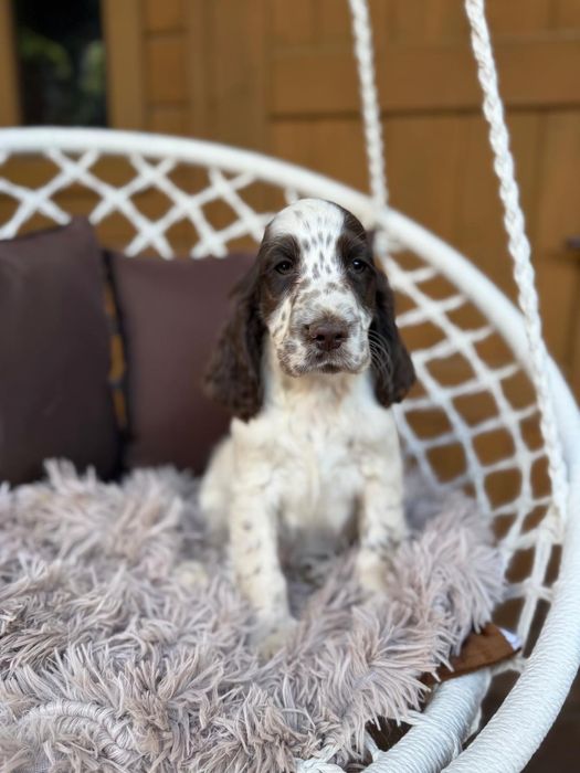 Cocker spaniel angielski Piesek Piesek