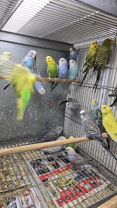 Periquitos de diferentes mutações