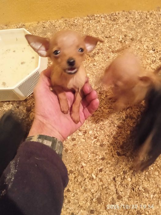 Pinscher macho mini bonito