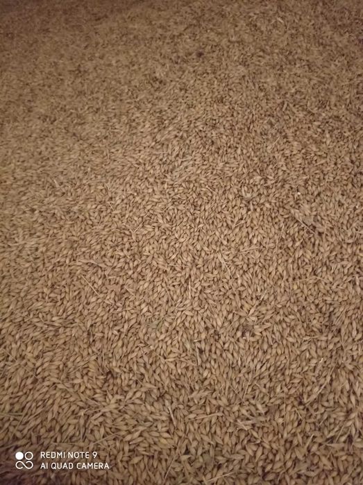 Jęczmień ozimy Aleksandra,pszenżyto Orinoko,pszenica Technika-centrala