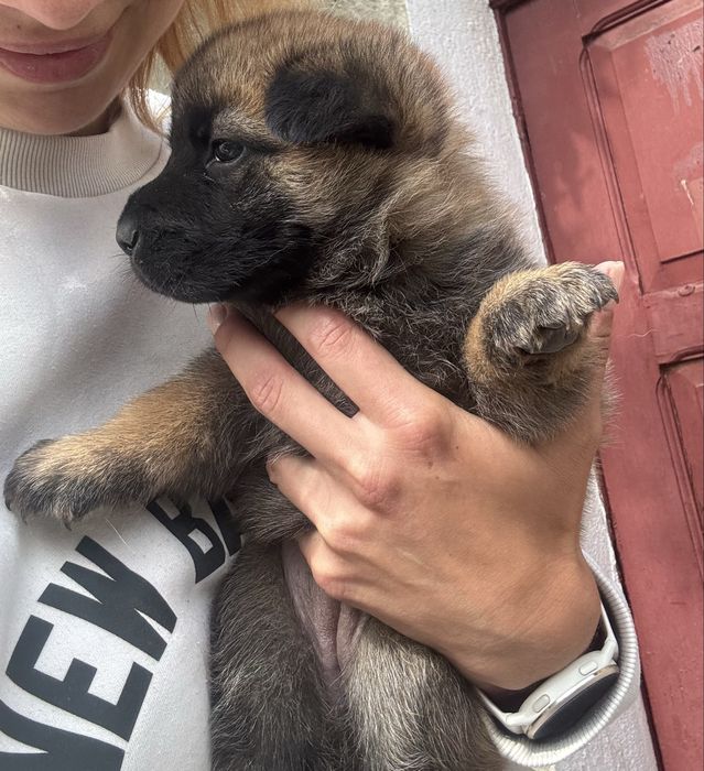 Szczeniaki do adopcji