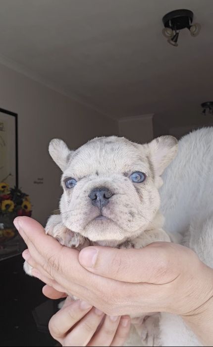 Bulldog Francês Lilac Platium merle