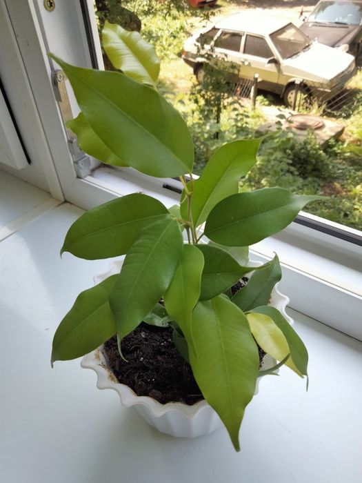 Фікус Неон ( 2 черенки)