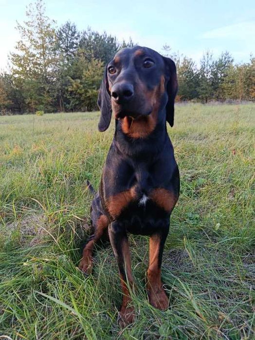 Oddam Gończy Polski