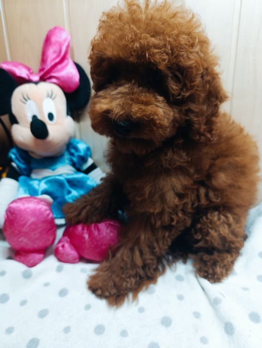 Пудель Той Ред Браун