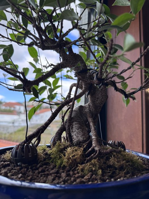 Bonsai Ficus + adobu Japonês+ medidor TDS