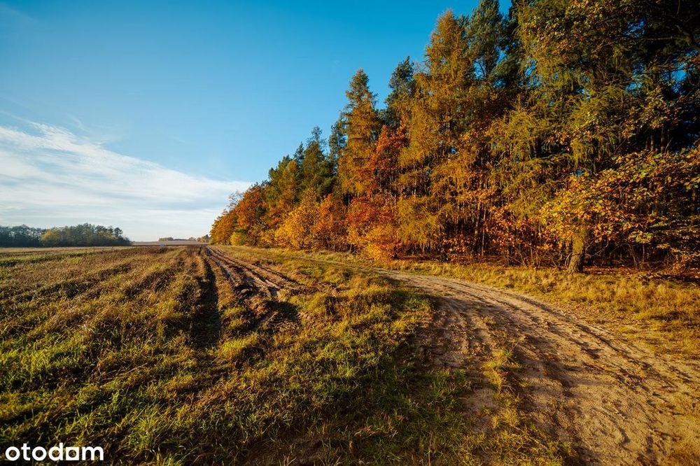 Spokój, przestrzeń i las za płotem – idealne miejsce na dom - Widok 5