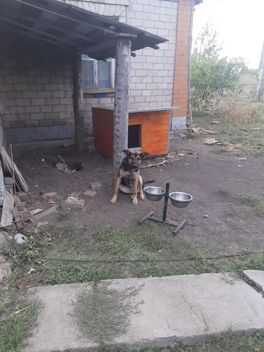 Віддам сторожову собаку
