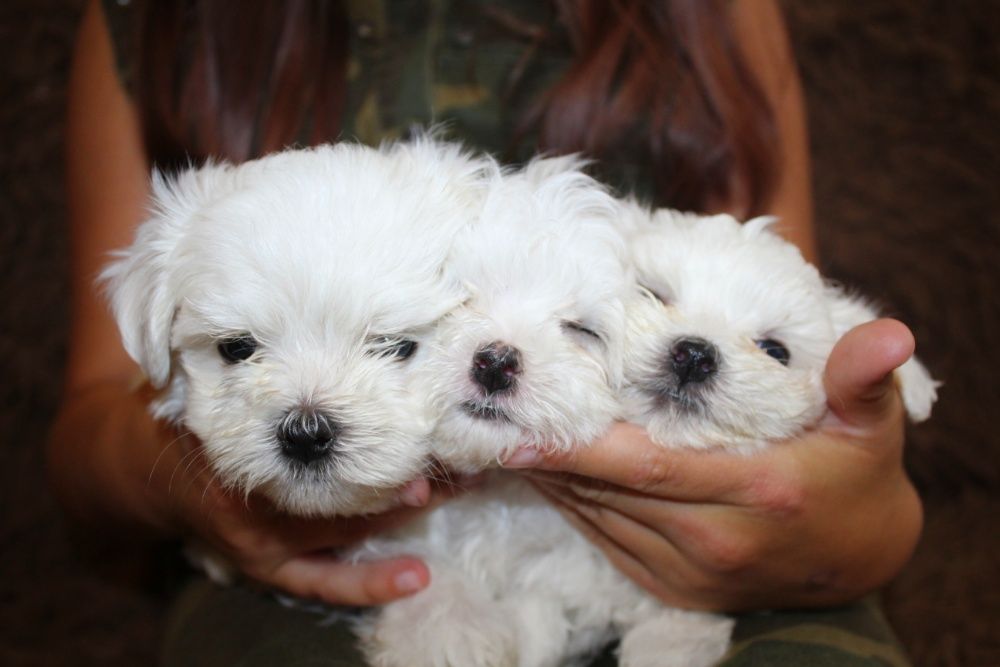 Елітне цуценя мальтійської болонки шоу-класу