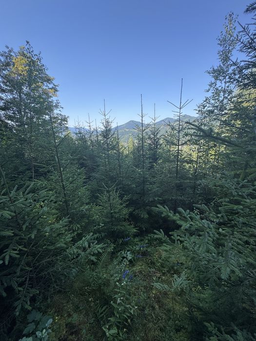 Земельна ділянка в горах Карпатах, Верховина, під забудову, в лісі