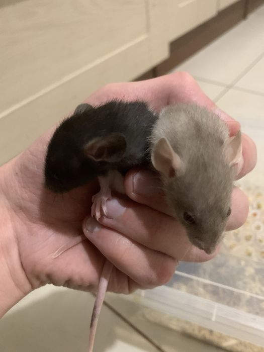 Щурики, криси дамбо хлопчики