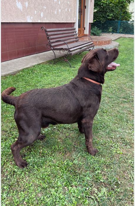 Вязка лабрадор, злучка