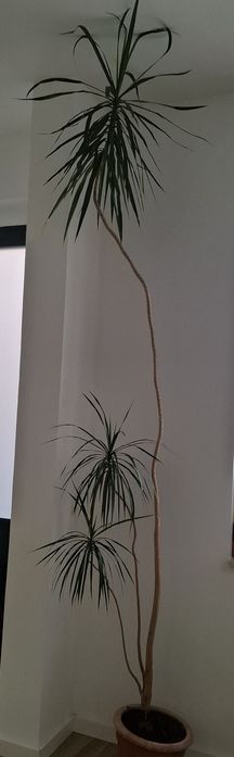 Planta Dracaena marginata