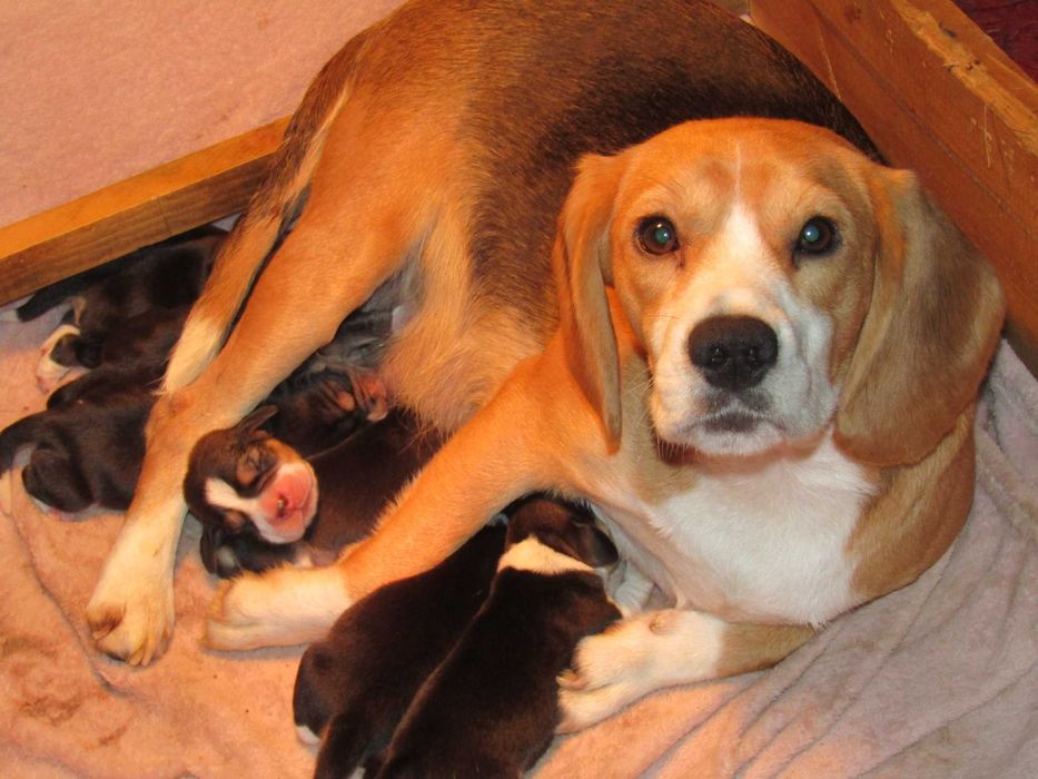Fêmea Beagle Tricolor, Raça Pura, LOP/Pedigree/Afixo, Porte Pequeno.
