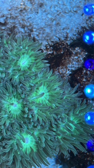 Vendo Green Ducan colonias