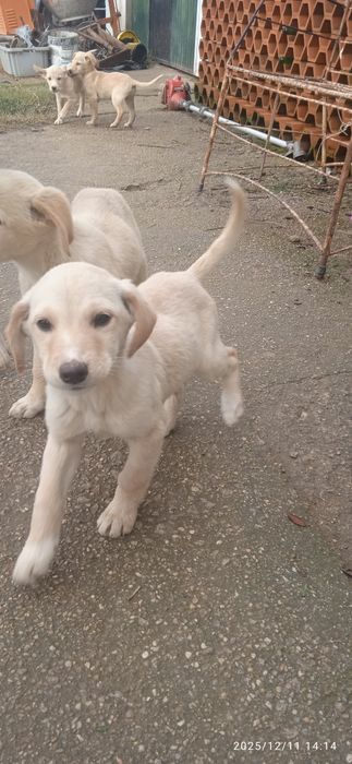 Cachorrinhos para adoção com cerca de 3 meses