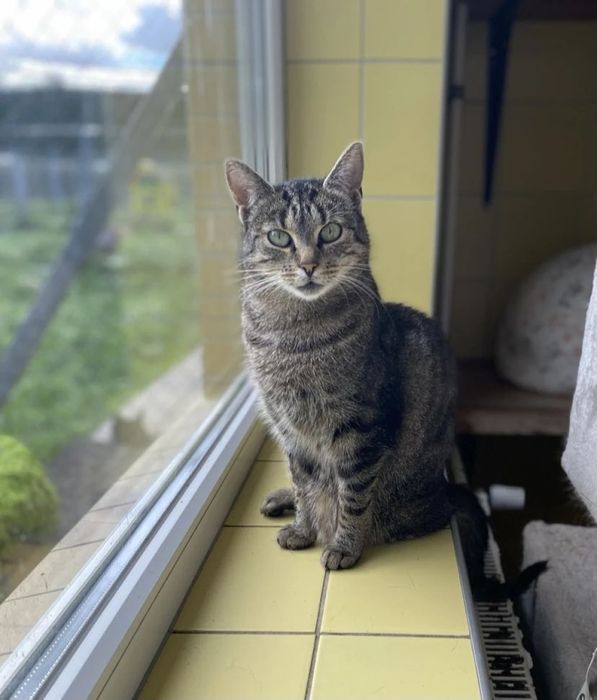 Kotka Nóżka do adopcji!