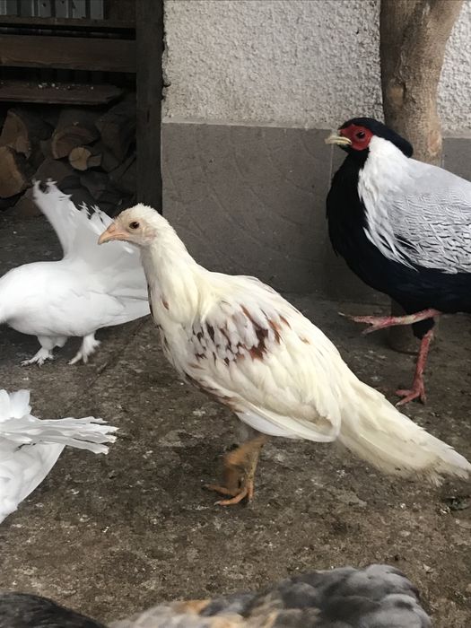 Курочка йокогамів.