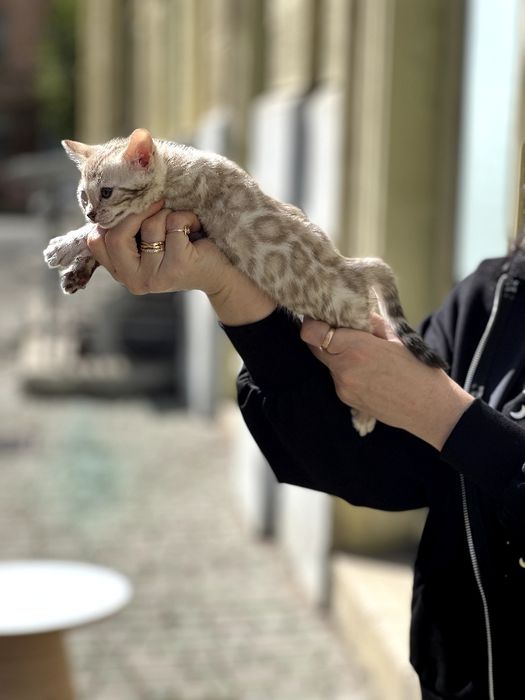 Бенгальские котята