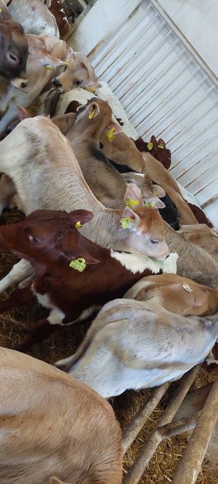 Białowieżą Mięsne byczki