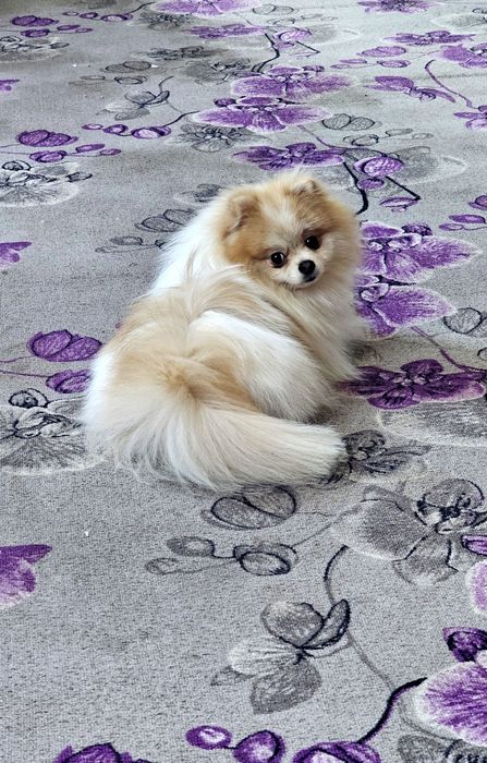 Вязка Померанский шпиц ждет девочку