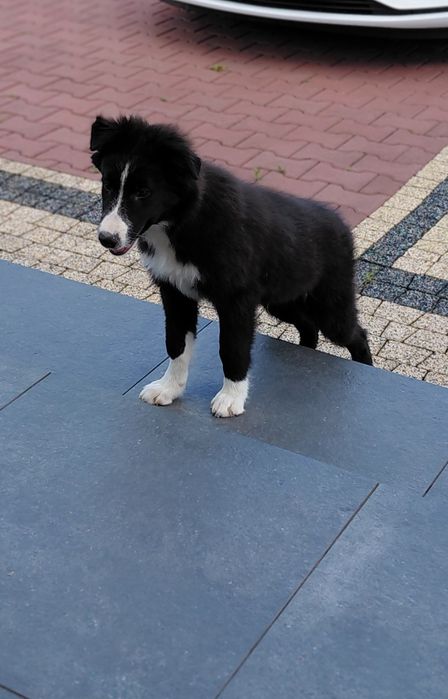 Border colli piesek