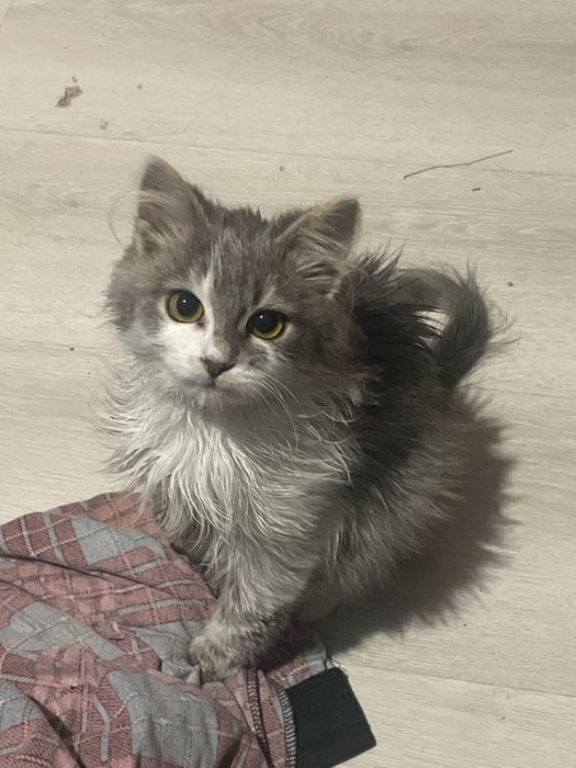 Віддам котика в хороші руки