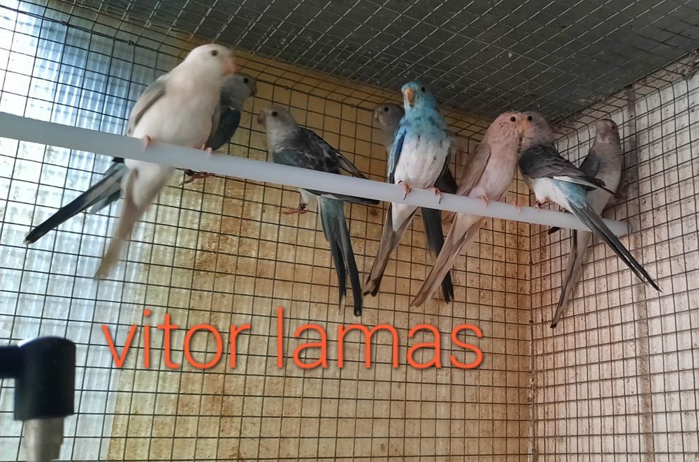 Disponíveis red rumped 2025