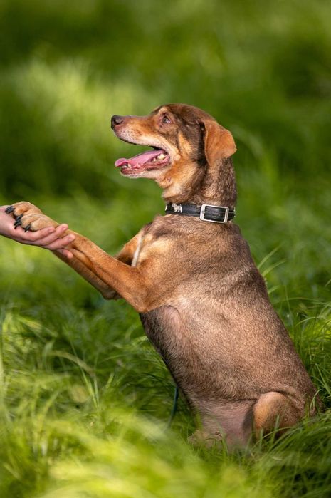 Mały, wrażliwy Snickers szuka domu pełnego spokoju i czułości
