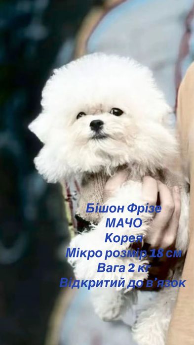 Бишон Фризе Мини Корея Тикап