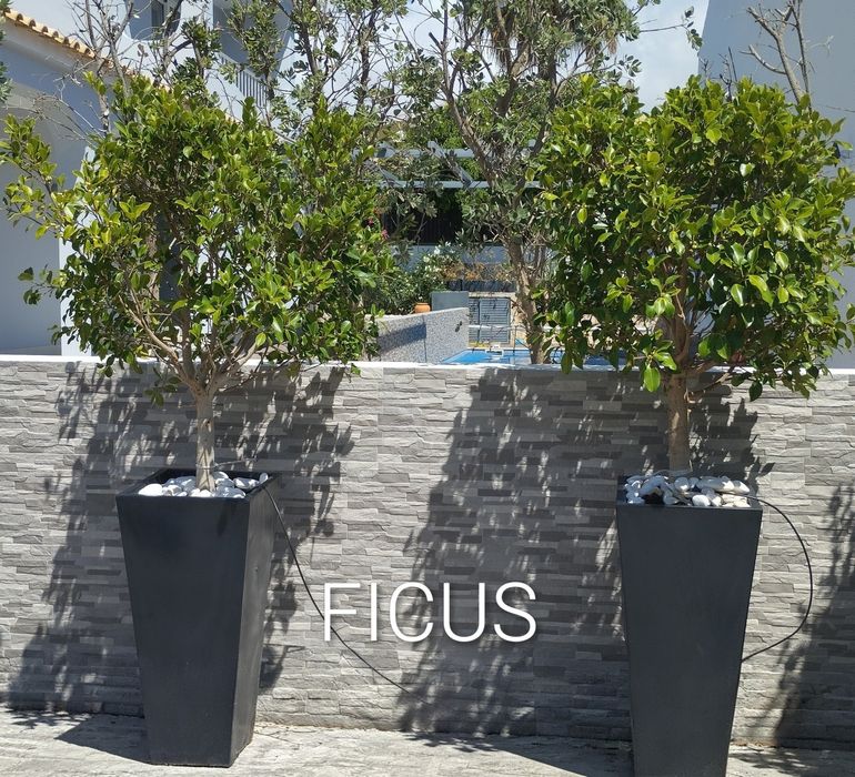 Vasos, jardineiras,limoeiro,