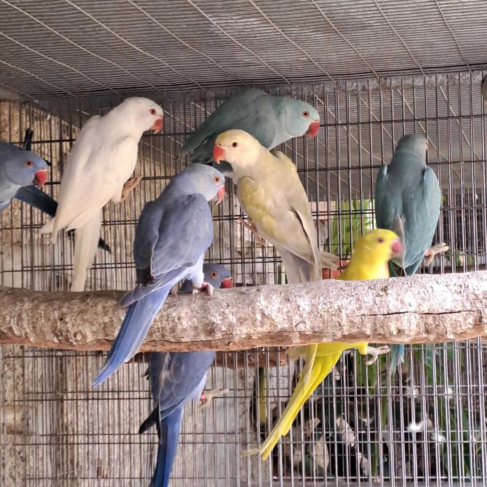 Ring necks machos, cobalto e cobalto violeta, edged, 2024.