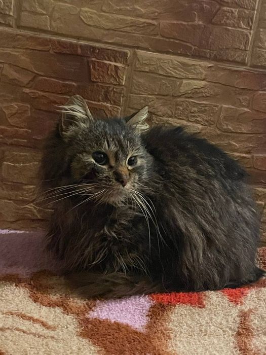 Продаю кота 100грн