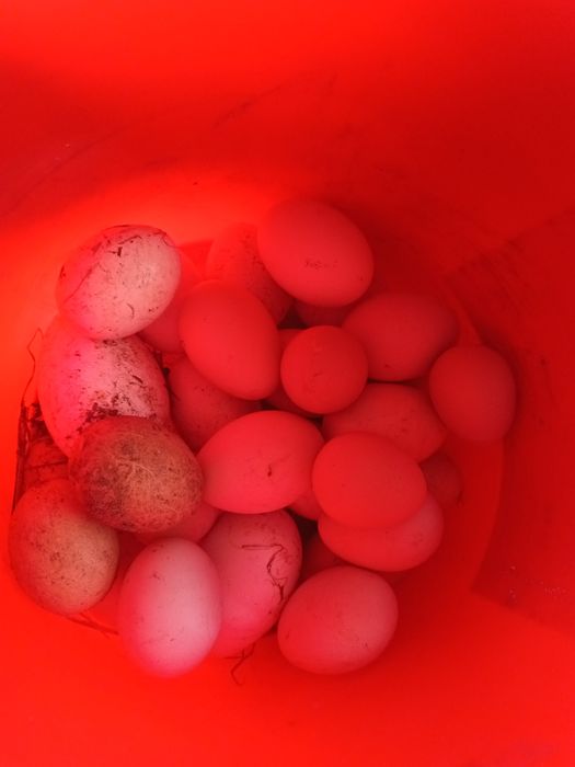 Jajka na sprzedaż ekologiczne, gospodarskie - gęsie, kurze, perlicze