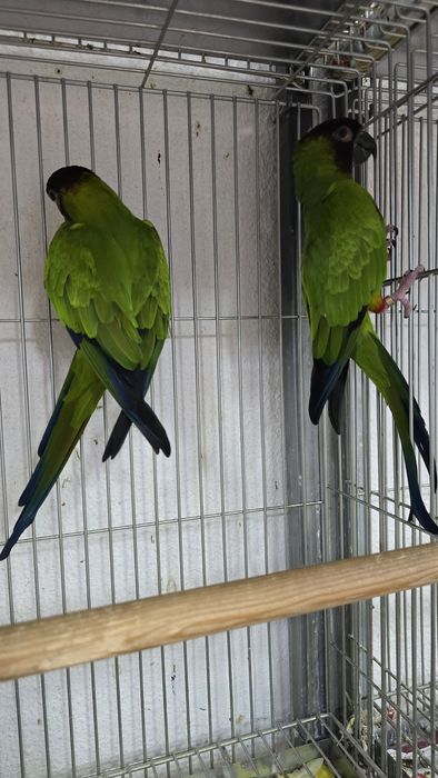 Conures de cabeça preta