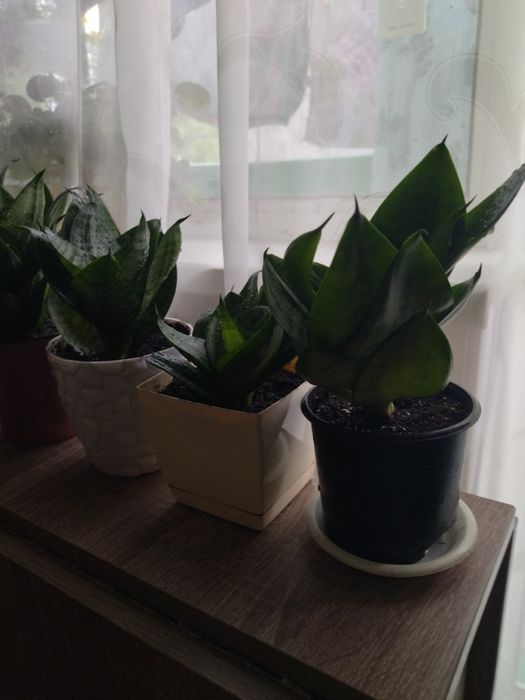 Комнатное растение