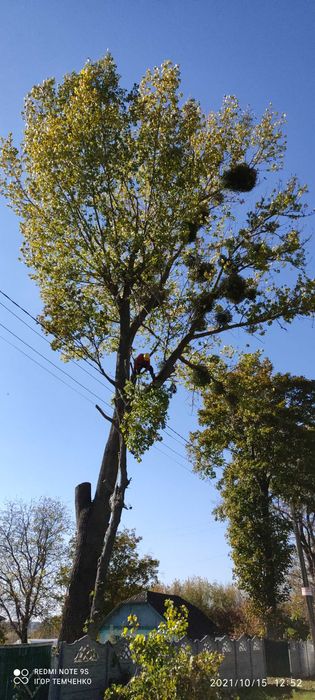Зрізка дерев.Спилювання складних дерев.Корчування пнів.Обрізка дерев.