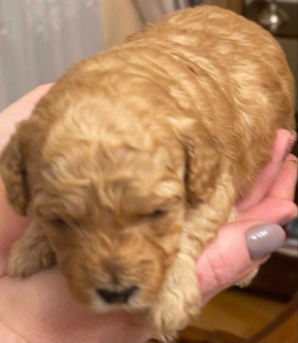 Той пудель  Toy Poodle