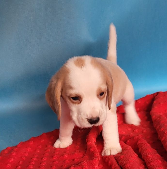 Beagle piesek sprzedam