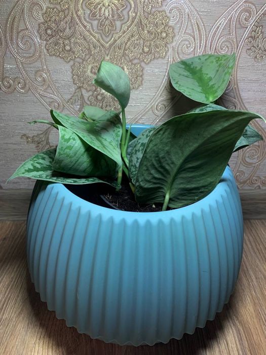 Сциндапсус Піктус Требі